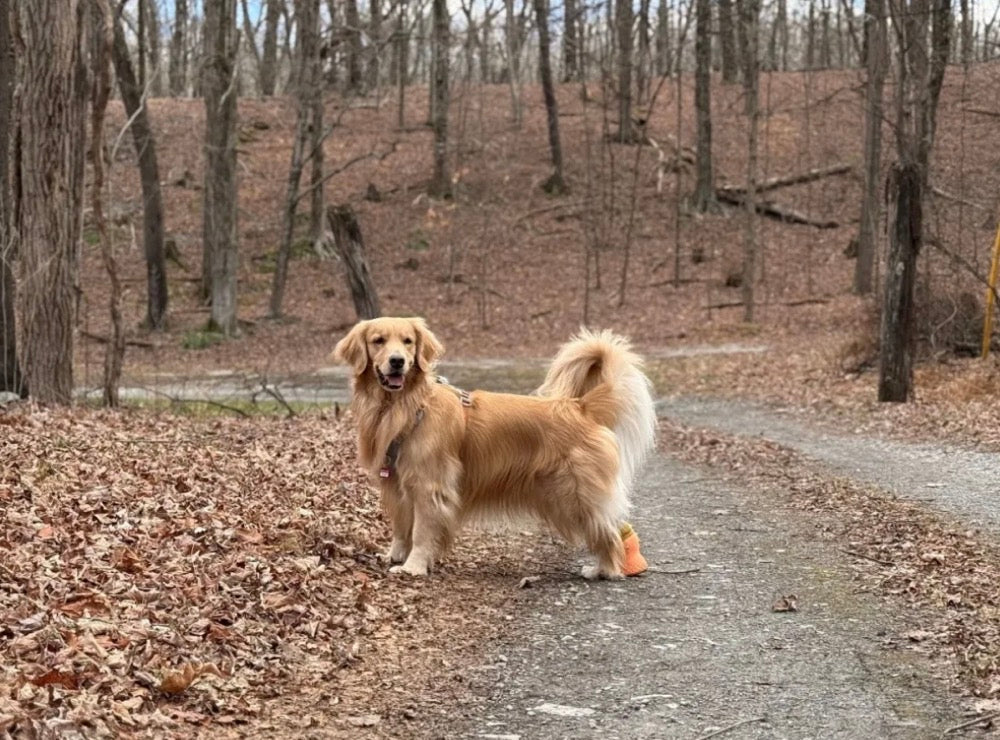 狗狗穿上义肢是从“站稳了”开始！