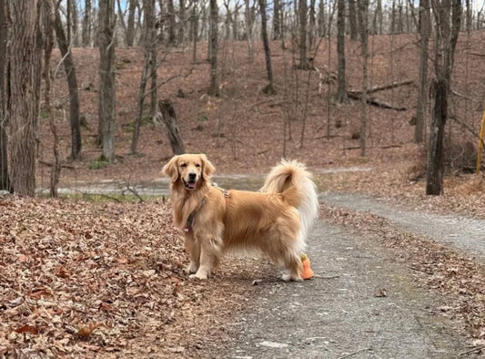 狗狗穿上义肢是从“站稳了”开始！