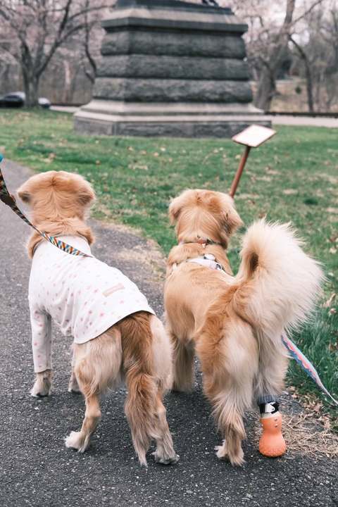 狗狗适应义肢的速度，取决于哪些因素？